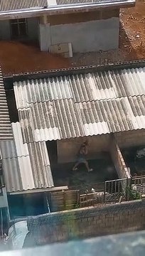 Idosa agride cachorro em abrigo de cães e gatos para separar briga entre cães