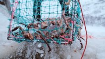 Alaska forced to cancel fishing seasons amid stunning population drop for snow and king crabs