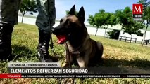 Refuerzan seguridad con apoyo de binomios caninos en Sinaloa