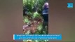 Imágenes sensibles así fue devorada una mujer por una pitón de seis metros en Indonesia