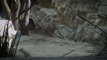 Tapir