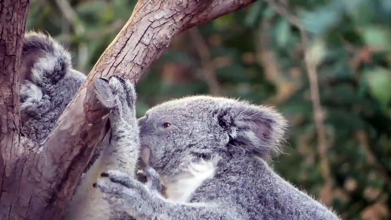 koala
