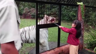 Kasih Makan Harimau Putih Binatang Buas Rusa Kerbau - Mengenal Binatang