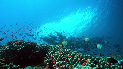Earth's Tropical Islands - Borneo