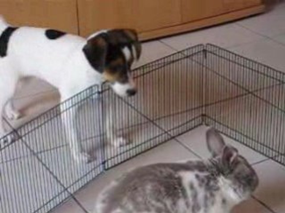 Jack russel CLEA ET BIBI