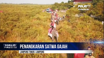Wisata Gajah Lampung