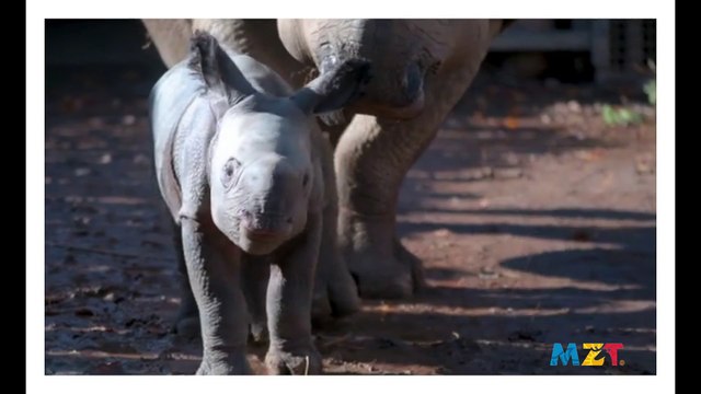 Incredible moment birth of an endangered baby rhino is captured