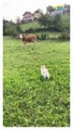 A little Pomeranian when he saw a huge cow