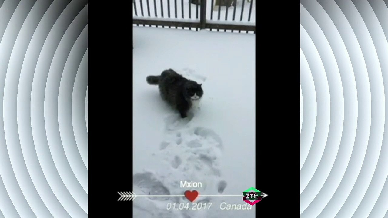 14 kg CAT FOR APRIL 1 IN THE SNOW