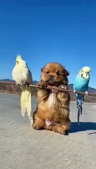 AWW SO CUTE,  Cutest baby animals Videos, Tik Toke Shorts #2