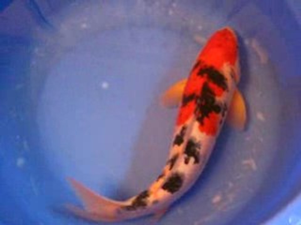SANKE 40 CM