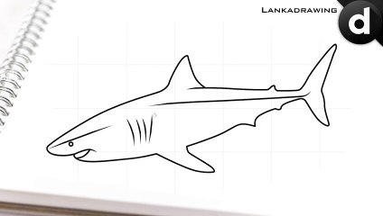 learn to draw a simple shark 3