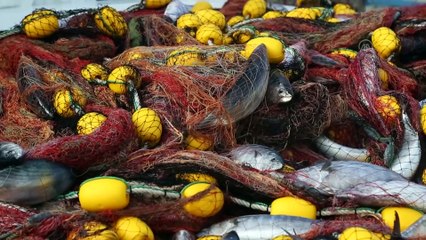 Balıkçıların ağlarına bol palamut takılıyor