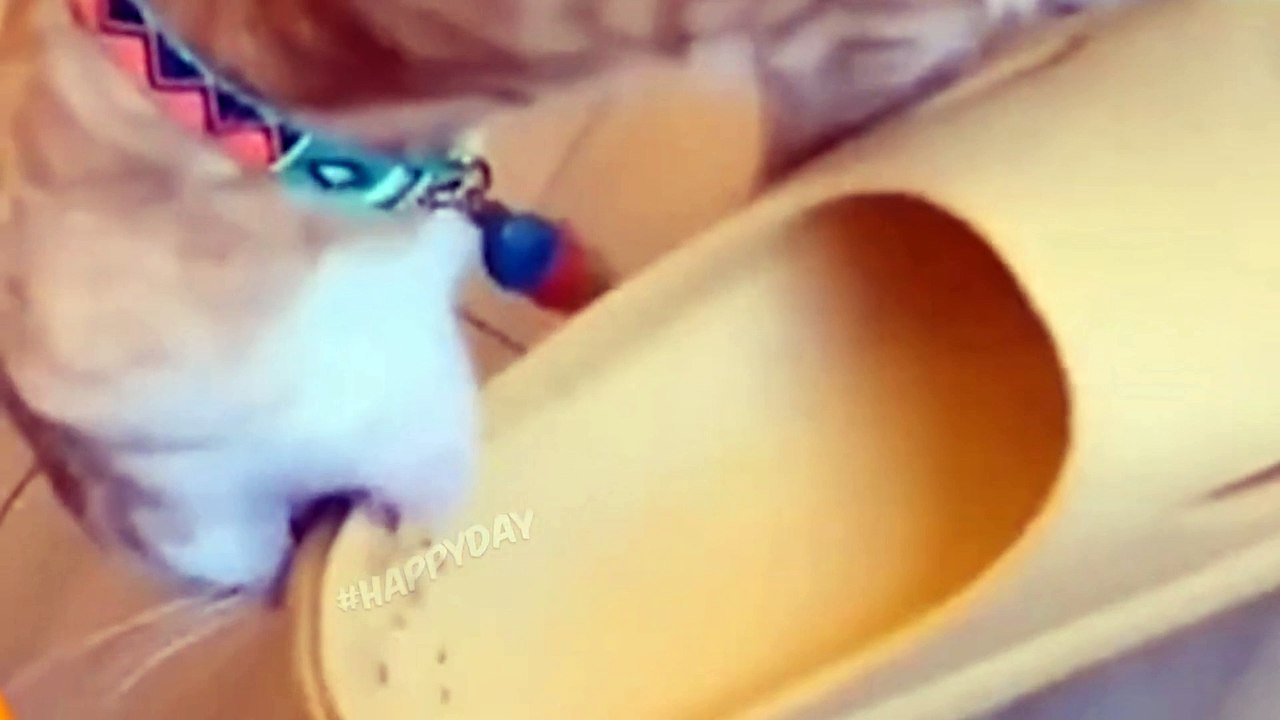 Funny Cats 2022 | 7 Minutes Laughter