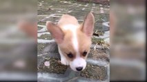 Baby Dogs - Funny and Cute Baby Dog Videos Compilation