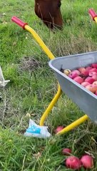Horse Gets Covered in Cockleburs