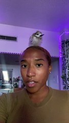 Adorable Baby Bird Defecates on Person's Head