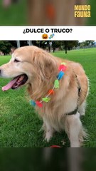 ¿Quién quiere salir a pedir dulces conmigo?