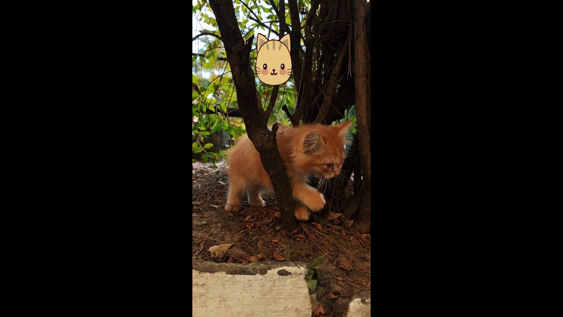 ⁣Cat Baby Cute Cat |  Cute Animal Cat Video | Cat Lover 4k 2022