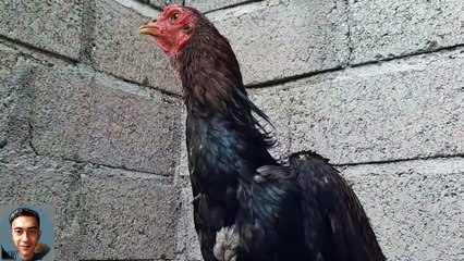 Anak ayam silangan BIRMA X MANGON usia 7bulan