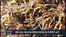 Warga Pulau Osi Pilih Membudidaya Rumput Laut Ketimbang Nelayan Ikan