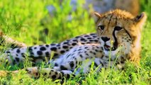 Forest Animals 4k - Amazing World of Forest Wildlife _ Scenic Relaxation Film