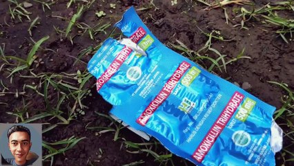 Cara atasi AYAM GOHAM,GOMEN,NGEMIL dengan cepat!!