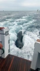 Sea Lion LEAPS onto Boat for Fish! #Shorts #Seals #Ocean