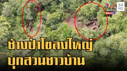 ข่าวเที่ยงอมรินทร์ | ช้างป่าทับลานรวมโขลงครึ่งร้อย จ่อบุกแปลงผักชาวบ้าน | 27 ต.ค.65