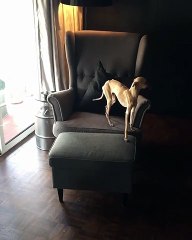 Το σαλόνι του Λεβεντογιάννη