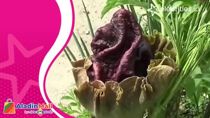 Bunga Bangkai Tumbuh di Sela Tanaman Curi Perhatian Warga Cianjur