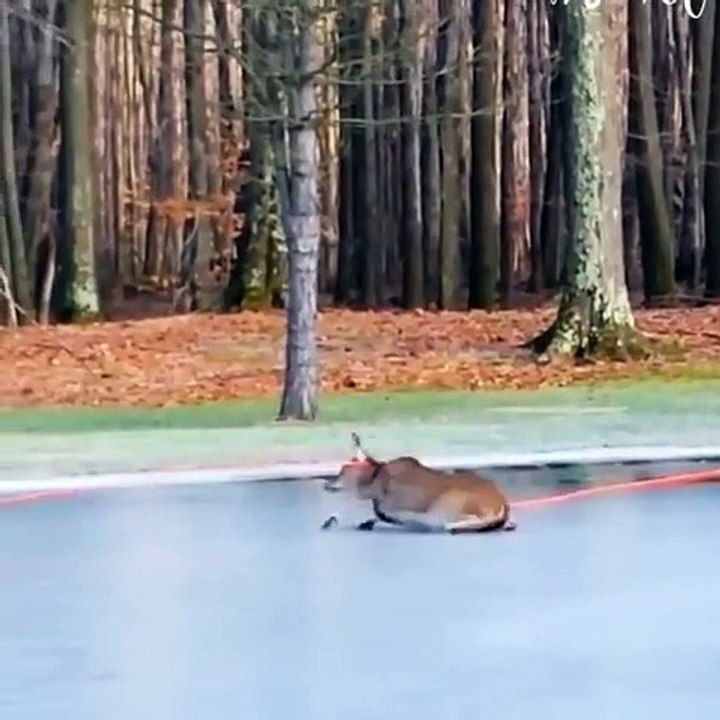 Watch these firemen rescue this deer from frozen pond! 