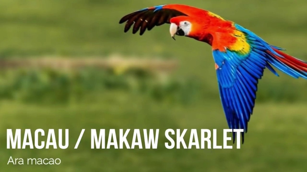 Aneka burung dan kicauannya
