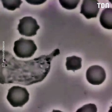 Les images impressionnantes d'un globule blanc humain chassant une bactérie