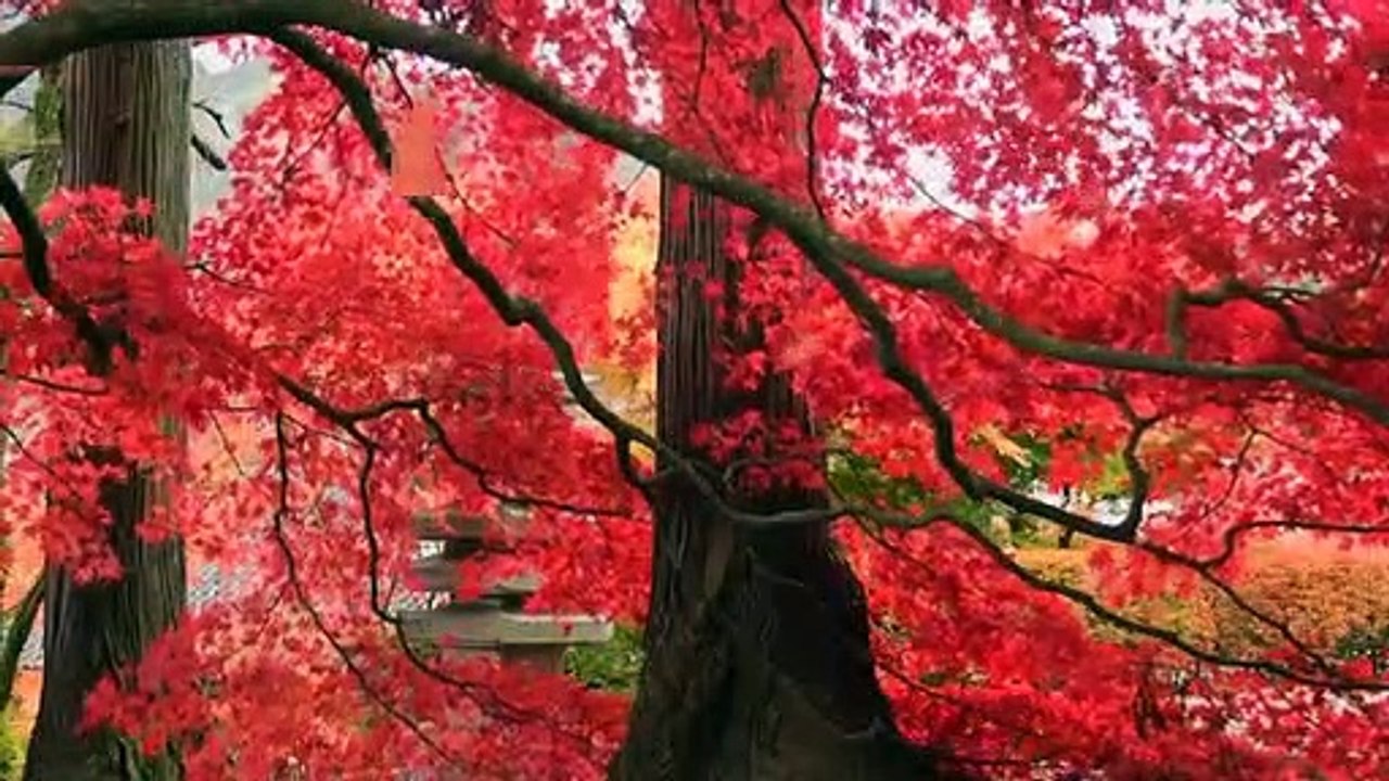 Relaxing Music for Sleep, Meditation (No Copyright)  Mood Videos
