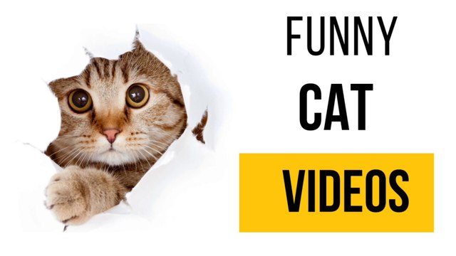 funny video || funny || try not to laugh || cat || animals || funny videos cats || funny animal videos || funny animals || cat video || funny video || try not to laugh || funny || funny cats || cute animals