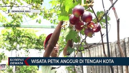 Wisata Petik Anggur Di Tengah Kota Denpasar