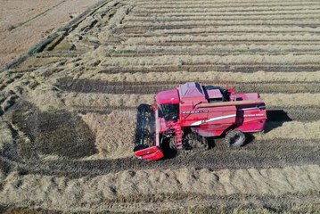Edirne'de çeltik hasadında sona gelindi