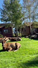 Elk Roam (and Fart) Freely In Neighborhood