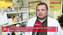 İzmit Körfezi alg çoğalmasıyla kahverengiye döndü