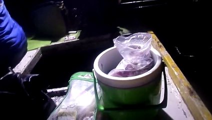 Mancing di malam hari Strike ikan kurisi