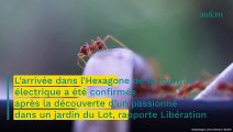 La dangereuse fourmi électrique arrive en France. Comment la reconnaître ?