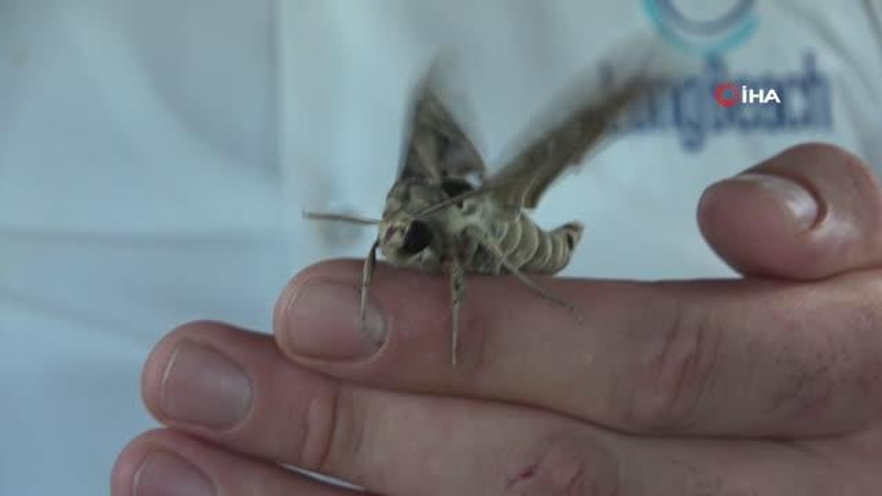 Askeri kamuflaj desenleriyle ender görülen Mekik Kelebeği böyle görüntülendi