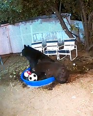Bears Play  with Soccer Balls in Kiddie Pool