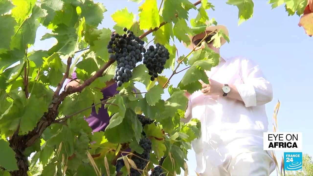 Tunisia's vineyards: Local producers want to encourage sector's growth