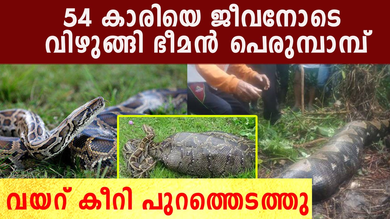 കാണാതായ 54 കാരിയെ കണ്ടെത്തിയത് പെരുമ്പാമ്പിന്റെ വയറ്റിൽ
