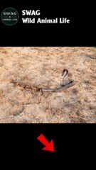 Black Cobra vs Monitor Lizard #animal #shorts #shortvideo #lion