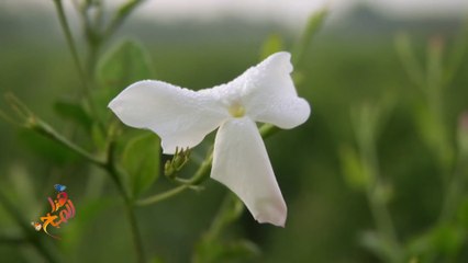 الياسمين زهرة فواحة غزت عالم العطور والتجميل.. تعرف عليها