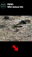 Iguana vs Snakes  #animal #shorts #shortvideo #animals