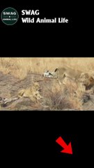 lion attack leopard part 2 #animal #shorts #shortvideo #animals